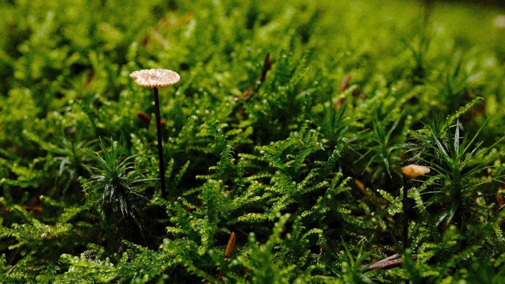 miniatur pilz im reinhardswald