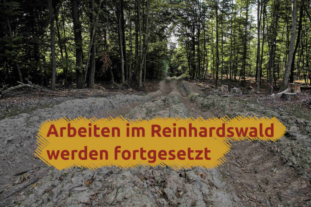 reinhardswald spuren harvester arbeiten im reinhardswald werden fortgesetzt